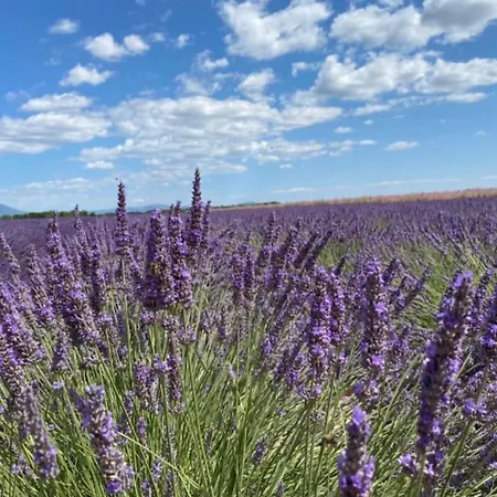 アパート 04b8 Beautiful T3 In The Heart Of Lavender - Pool Brunet